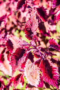 Bahçede kırmızı yapraklar, Tayland.