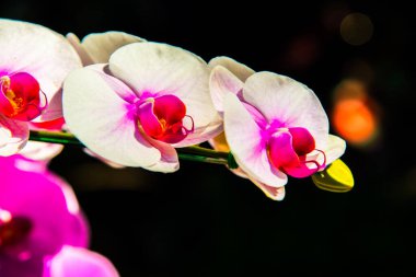 Tayland 'da beyaz ve pembe orkide çiçeklerine yakın dur..