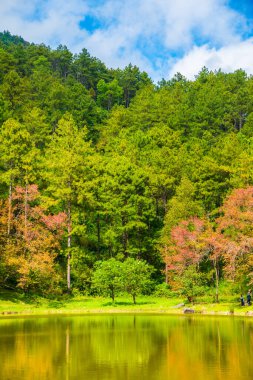 Tayland 'ın Chiangmai ilindeki yeşil göl manzarası..