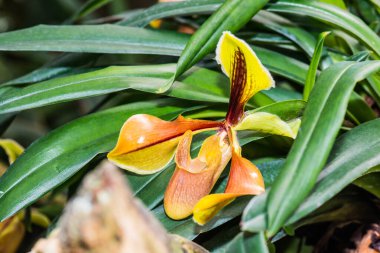 Tayland 'da Paphiopedilum orkidesi.