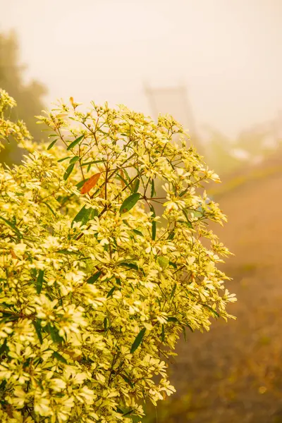 Flores Blancas Con Niebla Tailandia — Foto de Stock