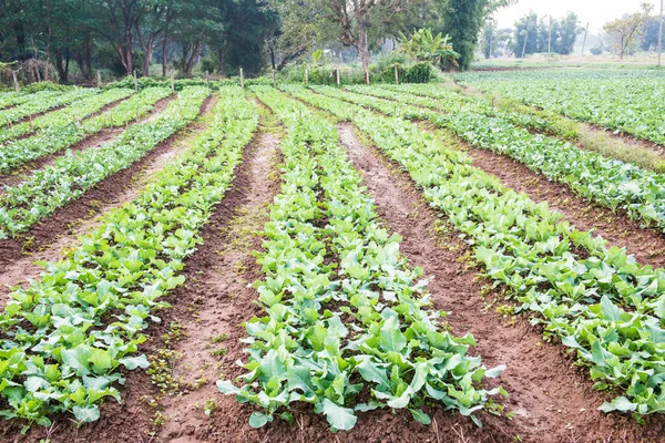 Sebze bahçesinde yeşil Çin lahanası, Tayland.