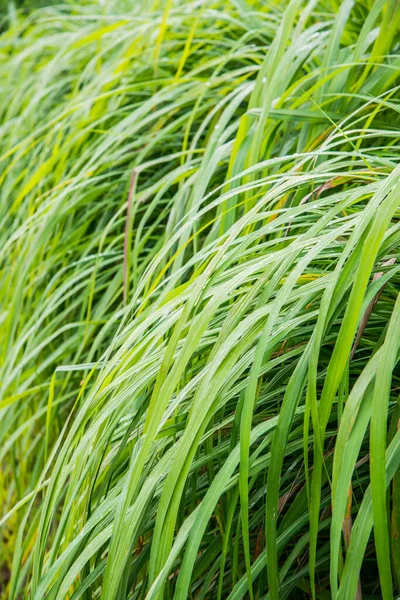 Vetiver Çimeni, Tayland.