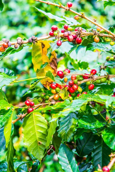 Ağaçta kahve çekirdeği, Tayland.