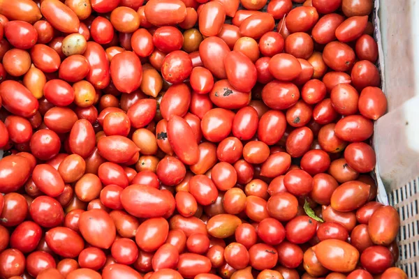 Kırmızı domateslerin arka planı, Tayland.