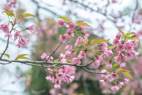 Tayland 'da Pembe Sakura Çiçekleri.