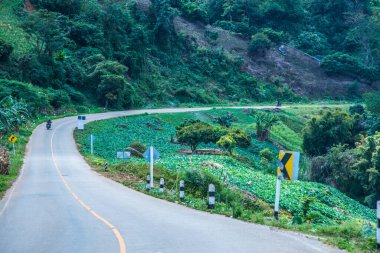 Phu Chi Pa yolu, Tayland.