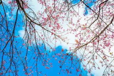 Gökyüzü ile birlikte kiraz çiçeği, Tayland.