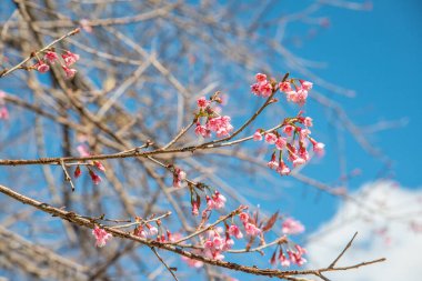 Gökyüzü ile birlikte kiraz çiçeği, Tayland.