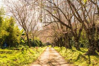 Chiangmai, Tayland 'da kiraz çiçeği parkı..