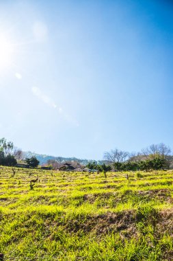 Chiangmai, Tayland 'da kiraz çiçeği parkı..