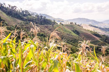 Tayland 'ın Chiangrai ilindeki mısır bitkisi ile dağ manzarası.