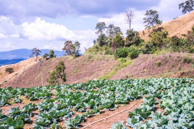 Tayland 'ın Chiangrai ilindeki dağda tarım.