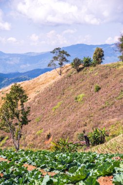 Tayland 'ın Chiangrai eyaletinde dağ manzarası.
