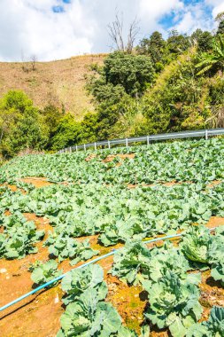 Tayland 'ın Chiangrai ilindeki dağda tarım.