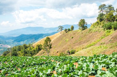 Tayland 'ın Chiangrai eyaletinde dağ manzarası.