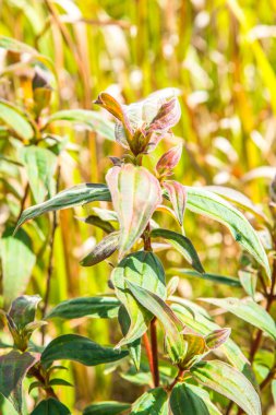 Tayland, Tayland ormanlarında ağaç tepesi.