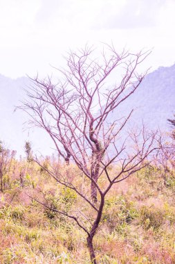 Chiangrai, Tayland 'daki Phu Chi Fa Dağı manzarası.