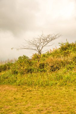 Chiangrai, Tayland 'daki Phu Chi Fa Dağı manzarası.