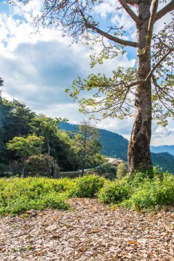 Tayland 'ın Chiangrai eyaletinde dağ manzarası.