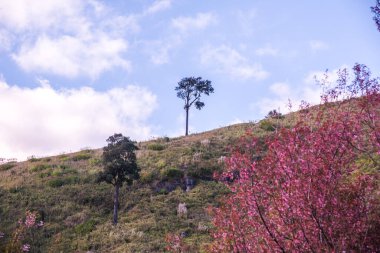 Tayland 'ın Chiangrai ilindeki Doi Pha Tang Dağı manzarası.