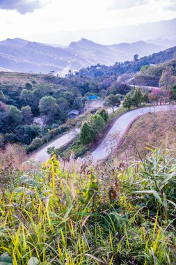 Chiangrai, Tayland 'da Doi Pha Tang yolu..