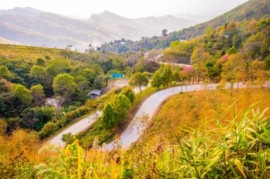 Chiangrai, Tayland 'da Doi Pha Tang yolu..