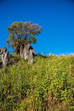 Tayland 'ın Chiangrai ilindeki Doi Pha Tang Dağı manzarası.