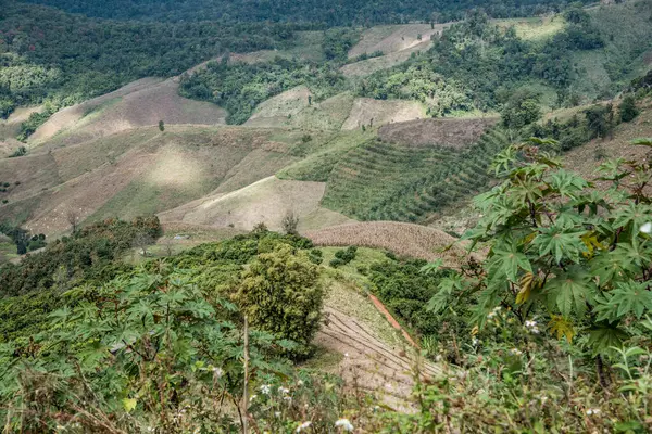 Tayland 'ın Chiangrai eyaletinde dağ manzarası.