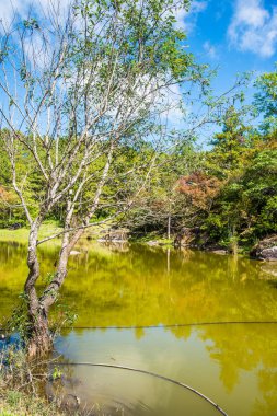 Tayland 'da gölü olan kiraz ağaçları..