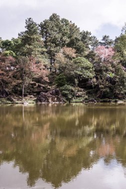 Tayland 'da gölü olan kiraz ağaçları..