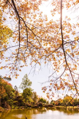 Tayland 'da gölü olan kiraz ağaçları..