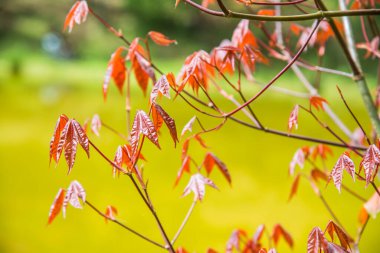Akçaağaç yaprakları doğal arka planda, Tayland.