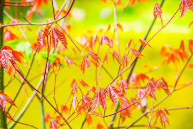 Akçaağaç yaprakları doğal arka planda, Tayland.
