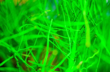 Yeşil kurumuş dallar binaları ve bahçeleri süslemek için kullanılır.