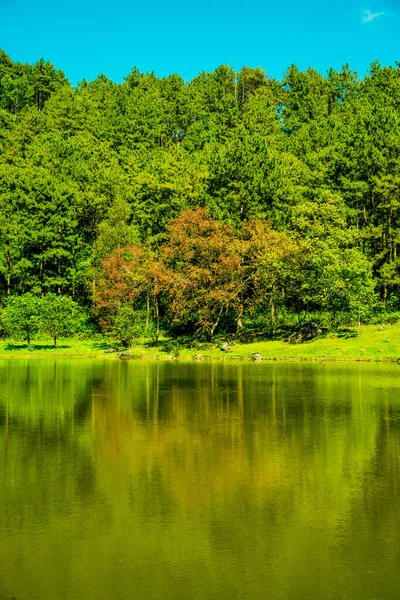 Tayland 'da gölü olan kiraz ağaçları..