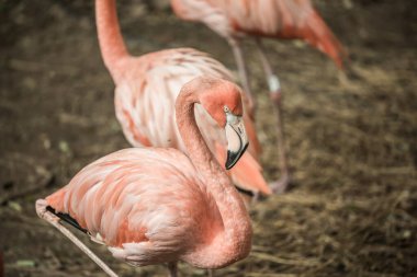 Tayland 'da Amerikan flamingosu.