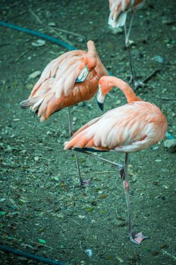 Tayland 'da Amerikan flamingosu.