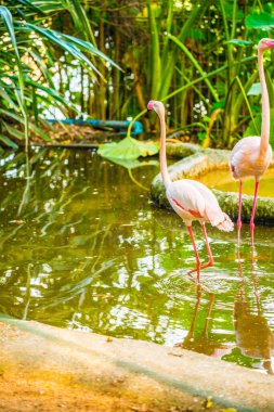 Tayland 'da daha büyük flamingo.