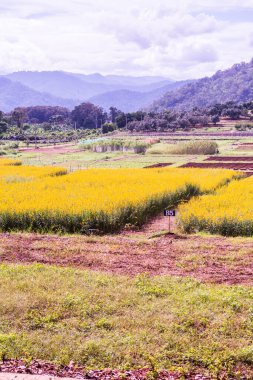 Tayland 'da Sunn Hemp Field.