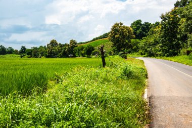 Tayland 'ın Phayao eyaletindeki pirinç tarlası..