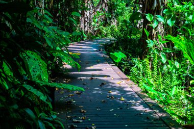 Phu Sang, Tayland 'da doğa yolu..