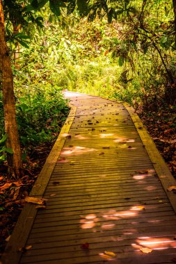 Phu Sang, Tayland 'da doğa yolu..