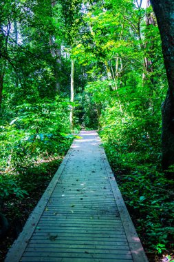 Phu Sang, Tayland 'da doğa yolu..