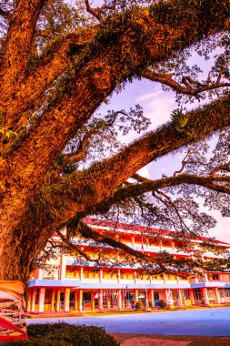 Tayland 'ın Chiang Kham bölgesinde güzel bir yağmur ağacı..