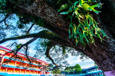 Tayland 'ın Chiang Kham bölgesinde güzel bir yağmur ağacı..