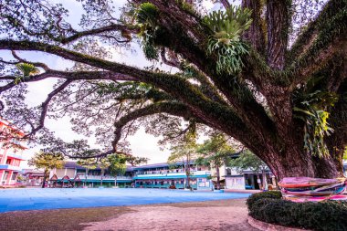 Tayland 'ın Chiang Kham bölgesinde güzel bir yağmur ağacı..