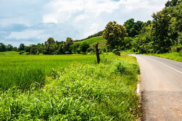 Tayland 'ın Phayao eyaletindeki pirinç tarlası..