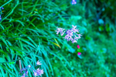 Park, Tayland 'da mor çiçekler.
