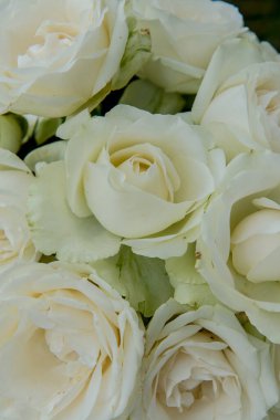 Dekorasyon için beyaz güller, Tayland.